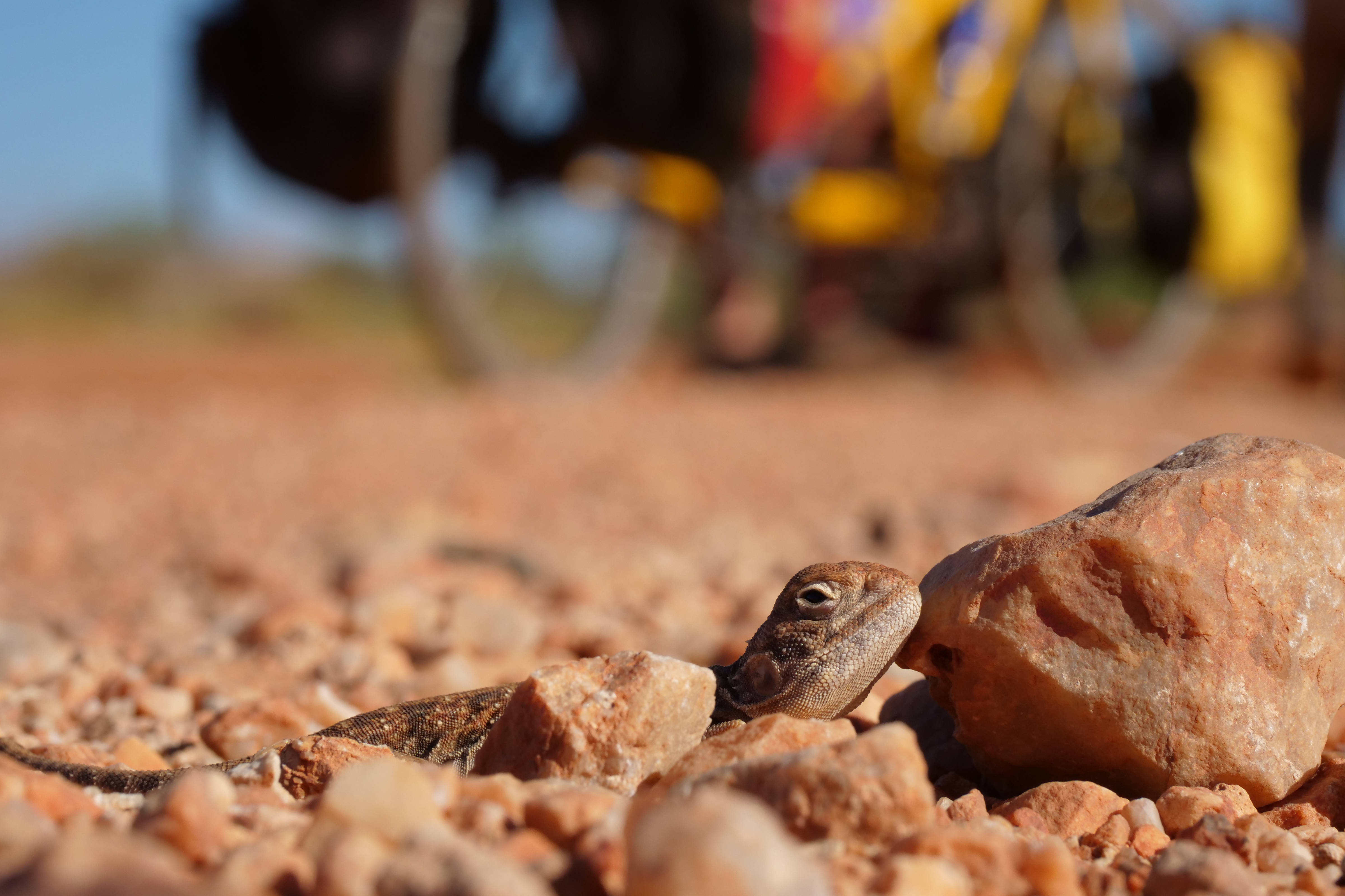 Small lizard camouflaged on dirt road as bicycle passes in background.