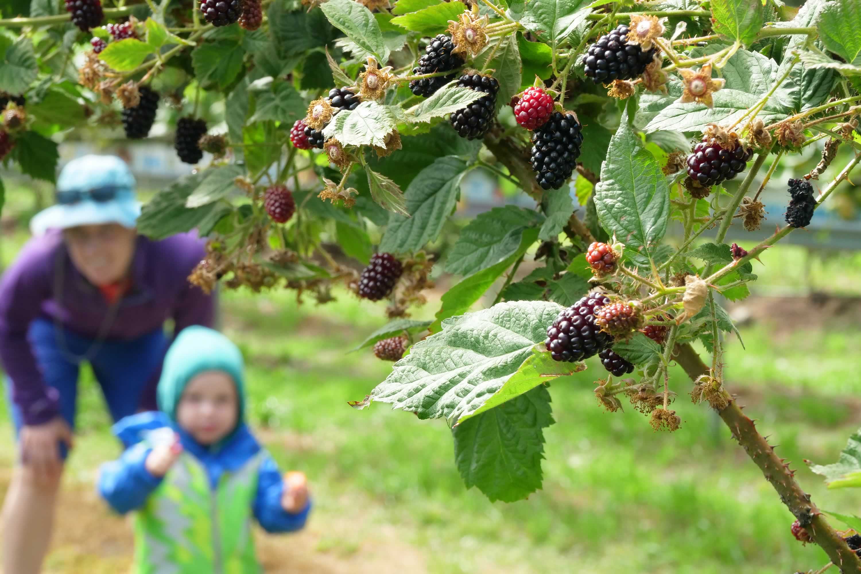 Eating berries at Westerway Raspberry Farm. Photo: Andrew Hughes.