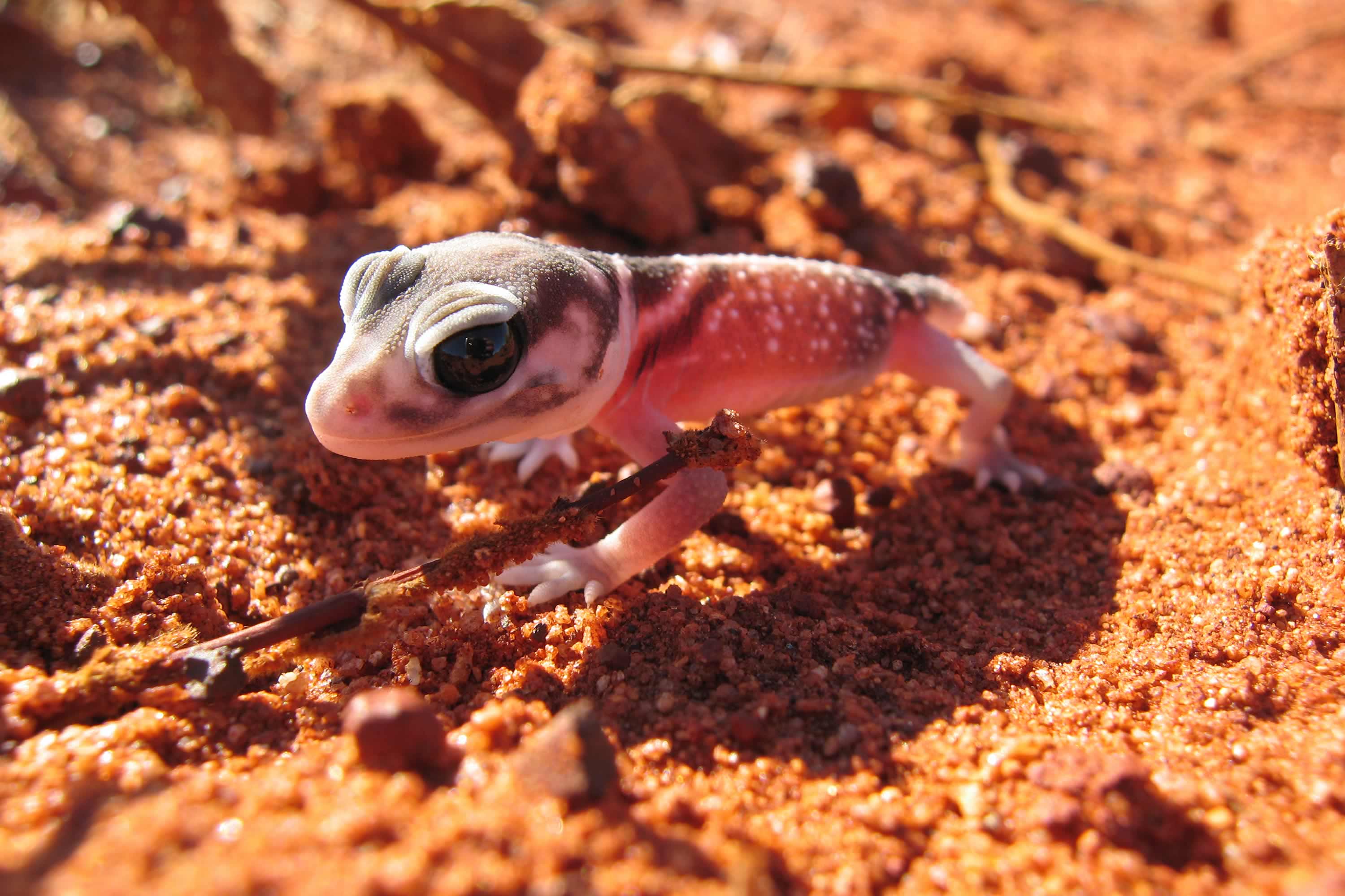 Gecko. Photo: Andrew Hughes.